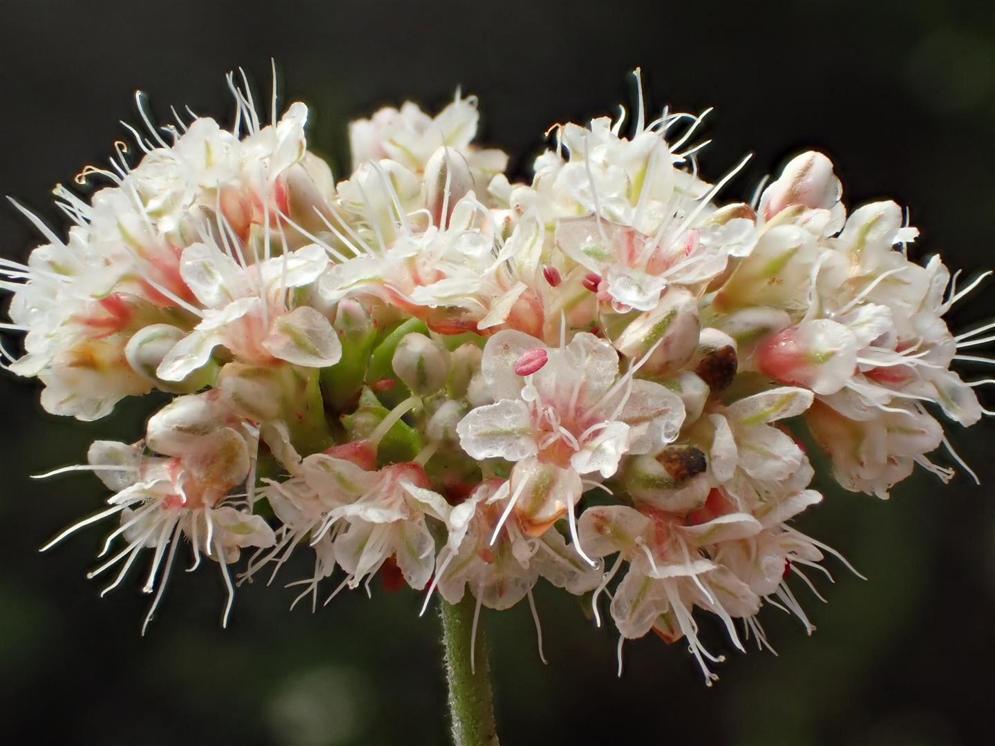 Buckwheat Brings a Party