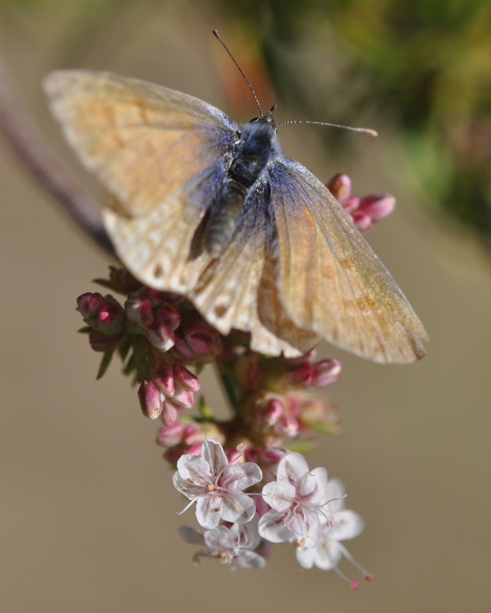 More Butterflies in Your Garden