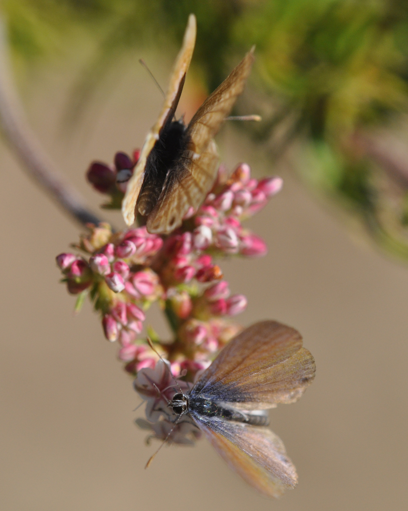 California Buckwheat is a Pollinator Magnet