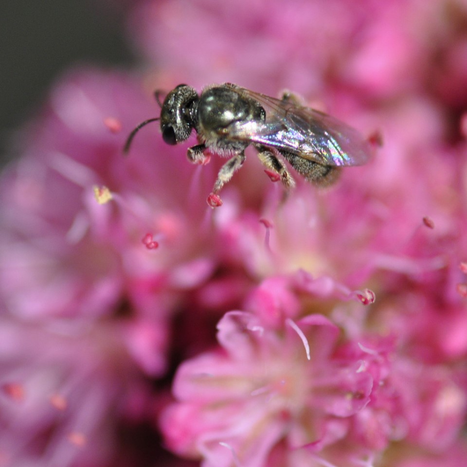 Buckwheat Brings Beauty