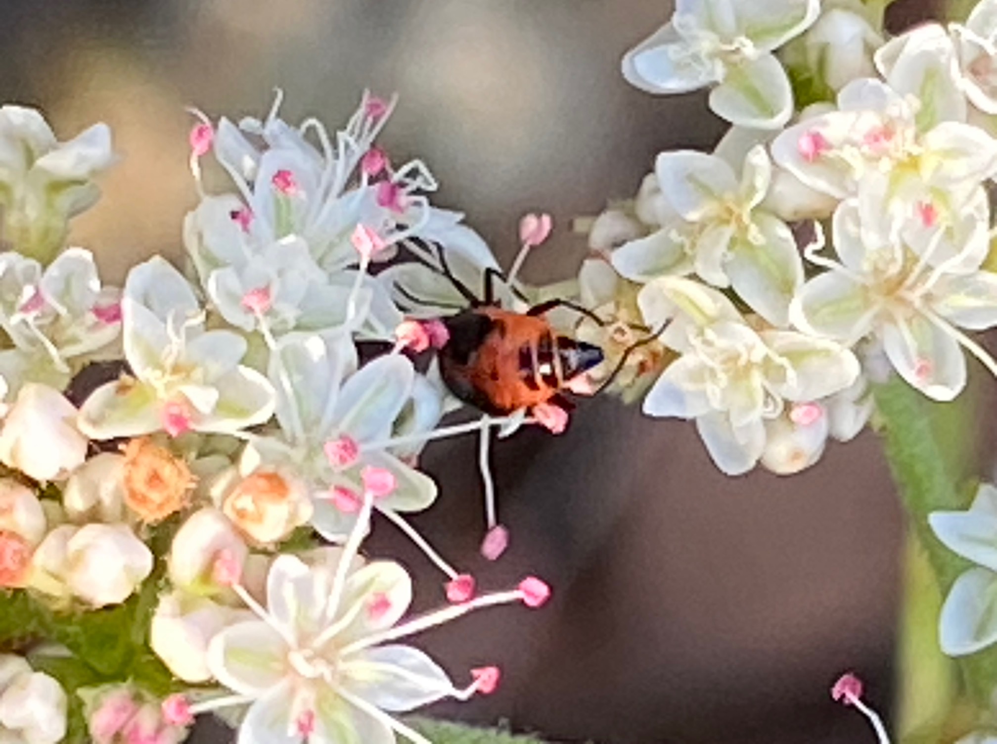 Summer Buckwheat Blooms Bright