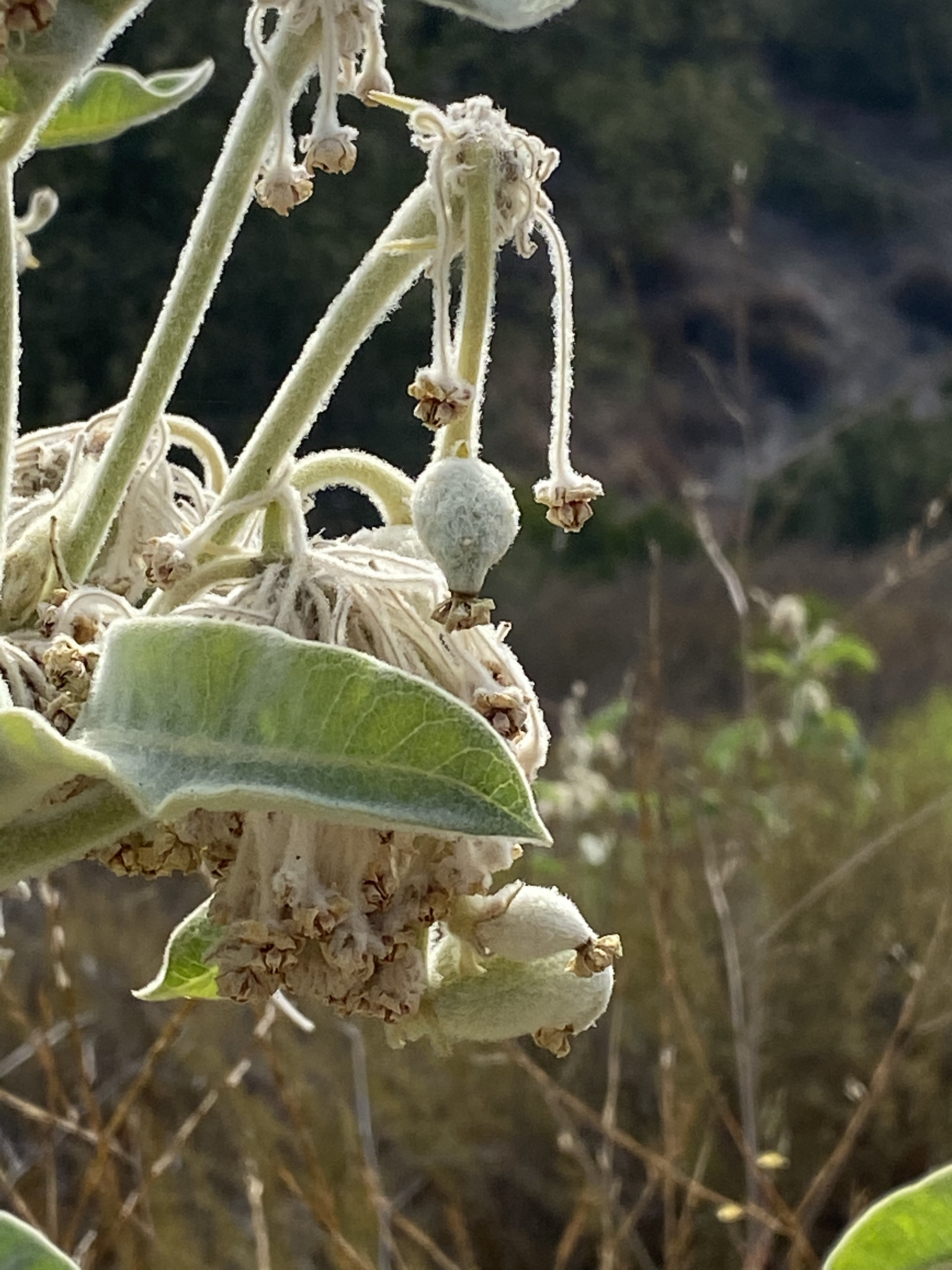 Late July and the Woolly-Pod Milkweed