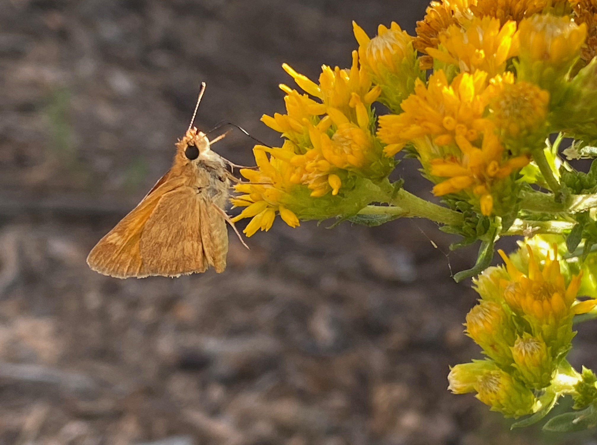 Flowers in Bloom as Summer Wanes