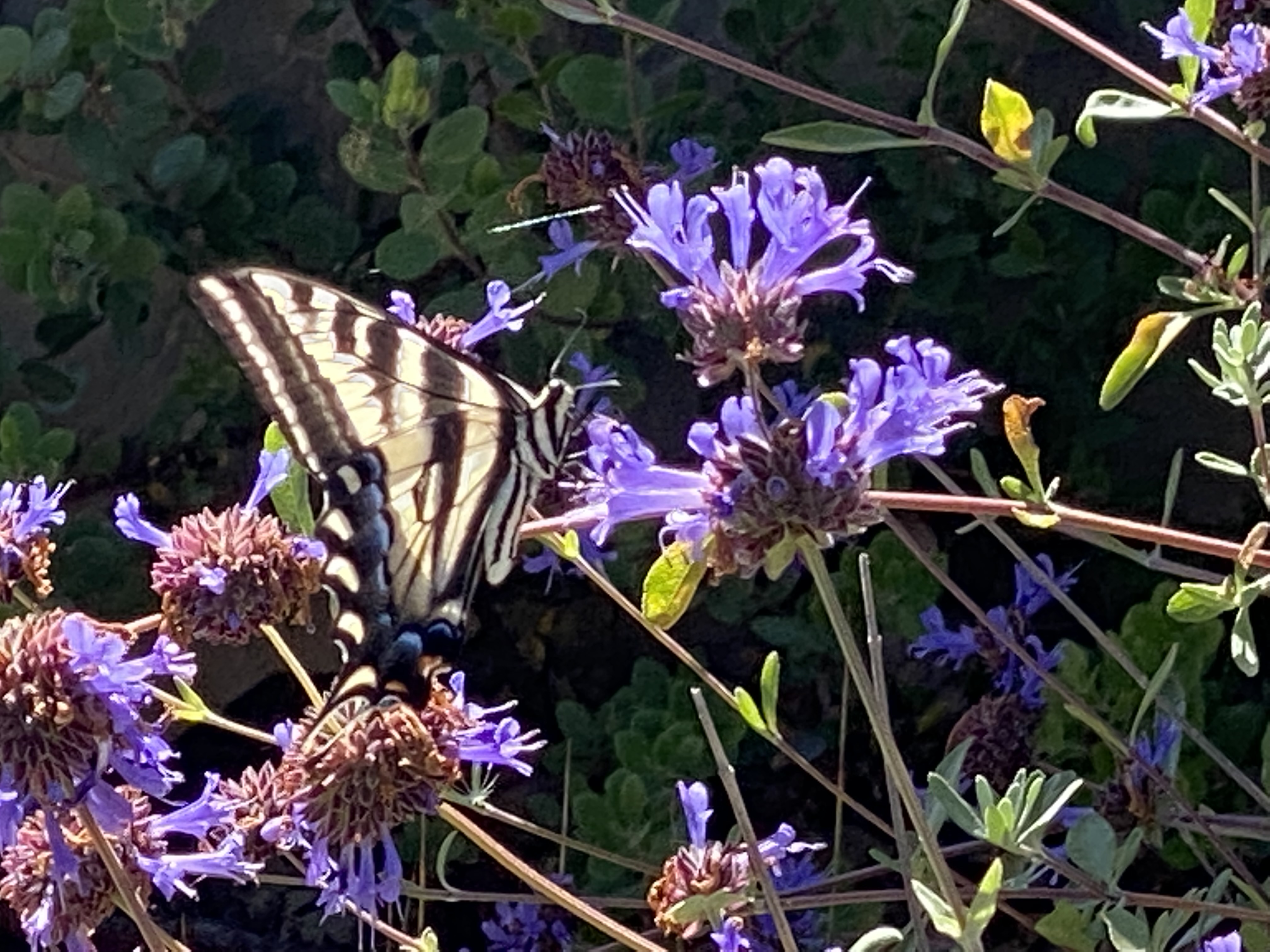 Elegant Shrubs for the Garden