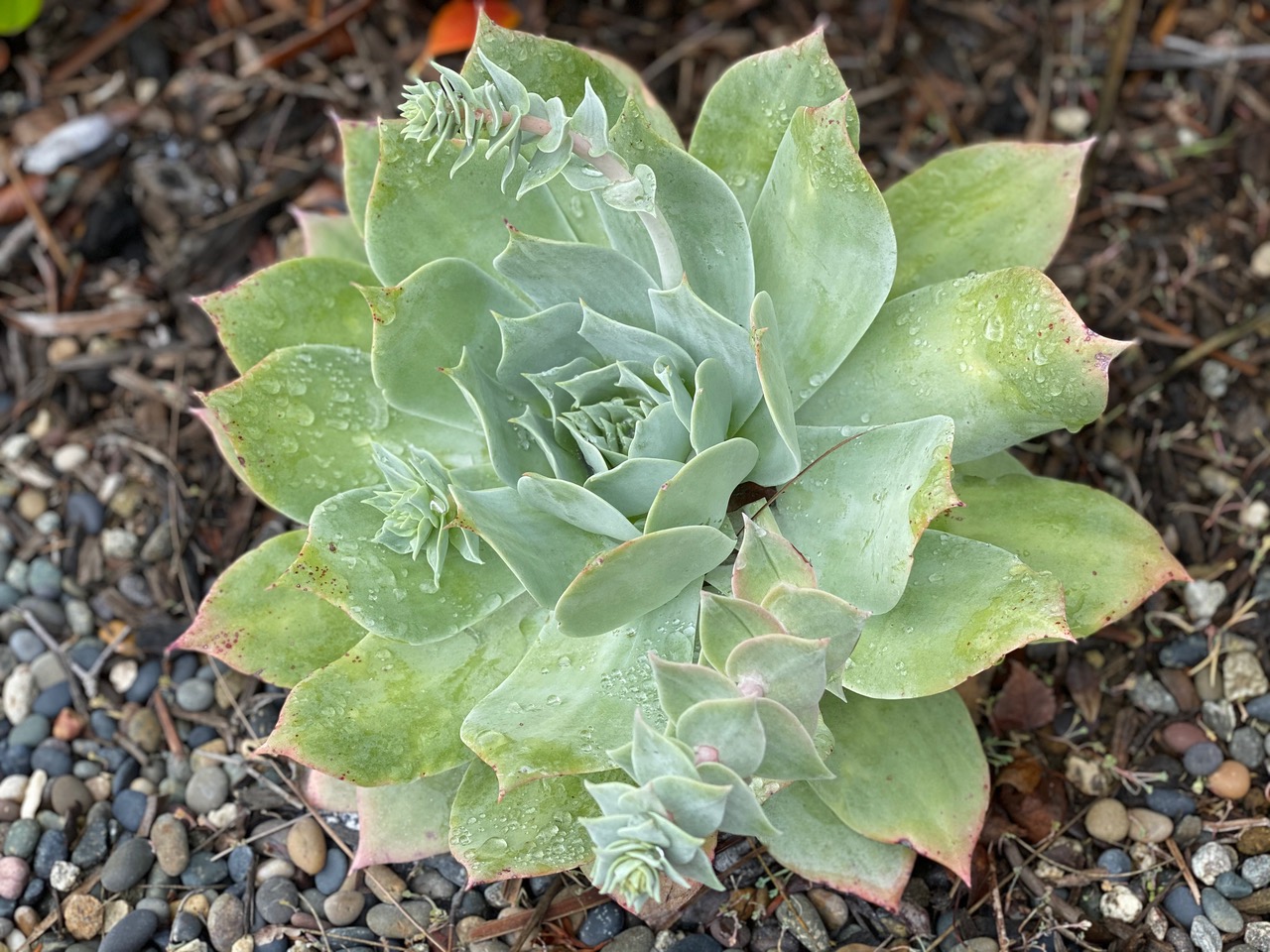 More Fab Front-Yard  Natives