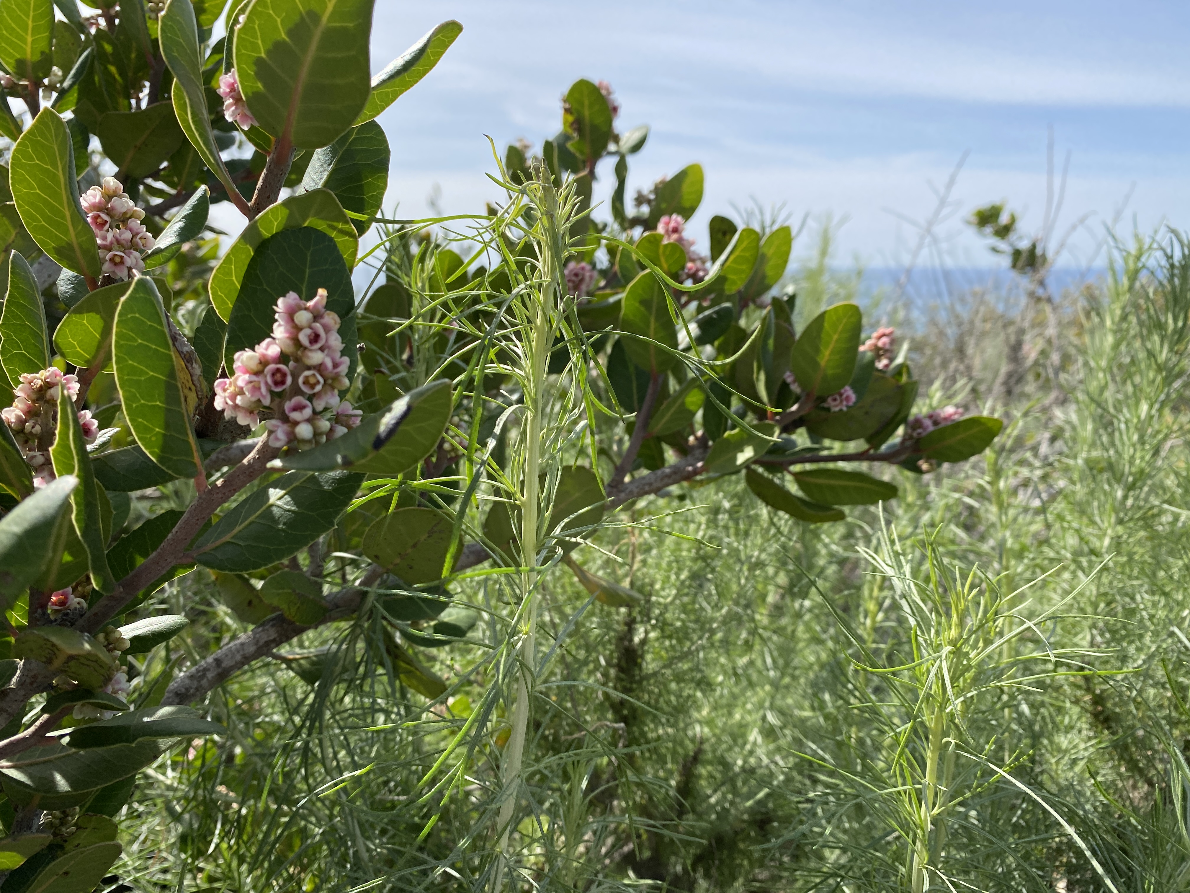 Native Gardener’s Corner
