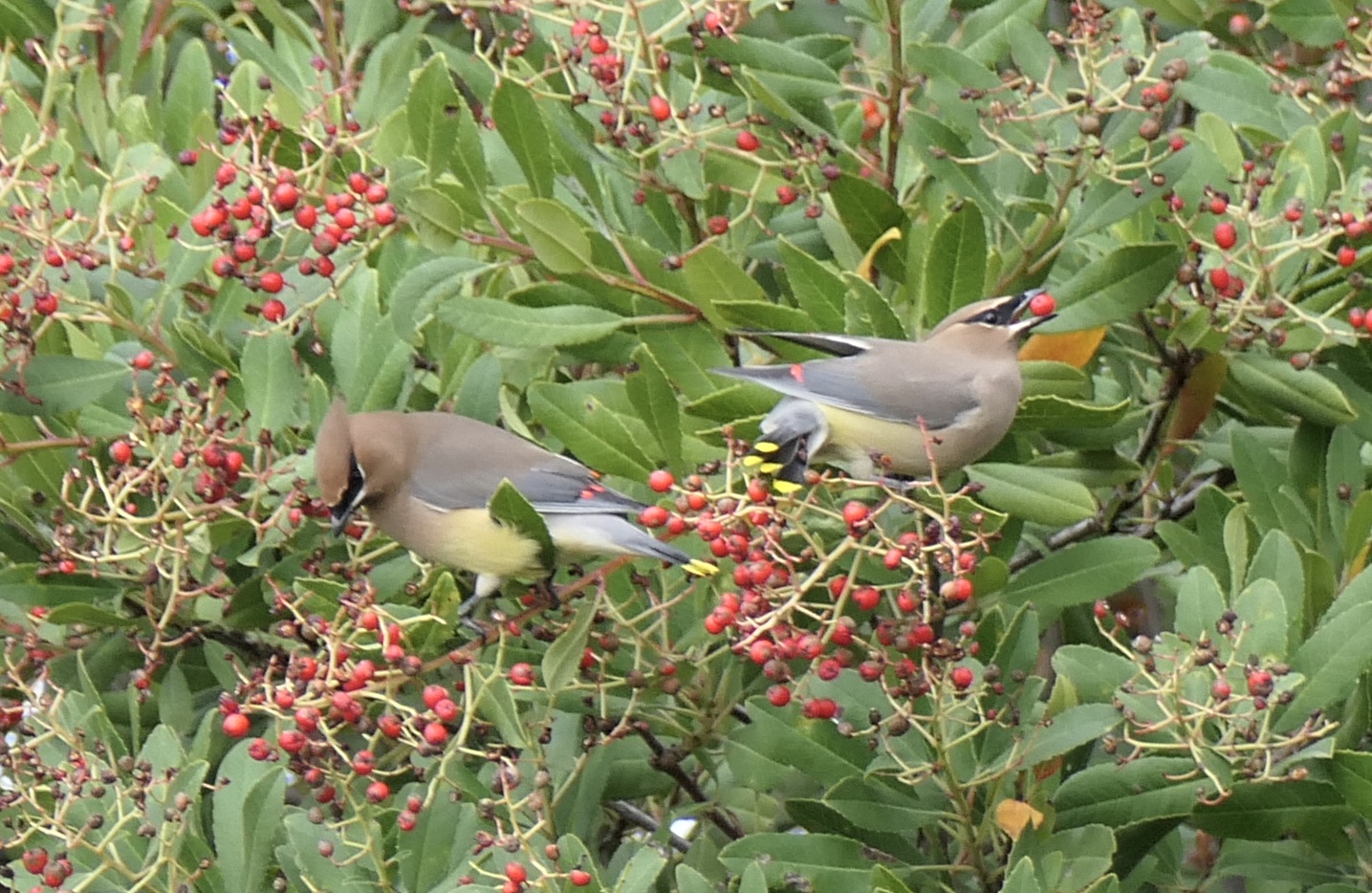 Cedar Waxwings by E. Wallace