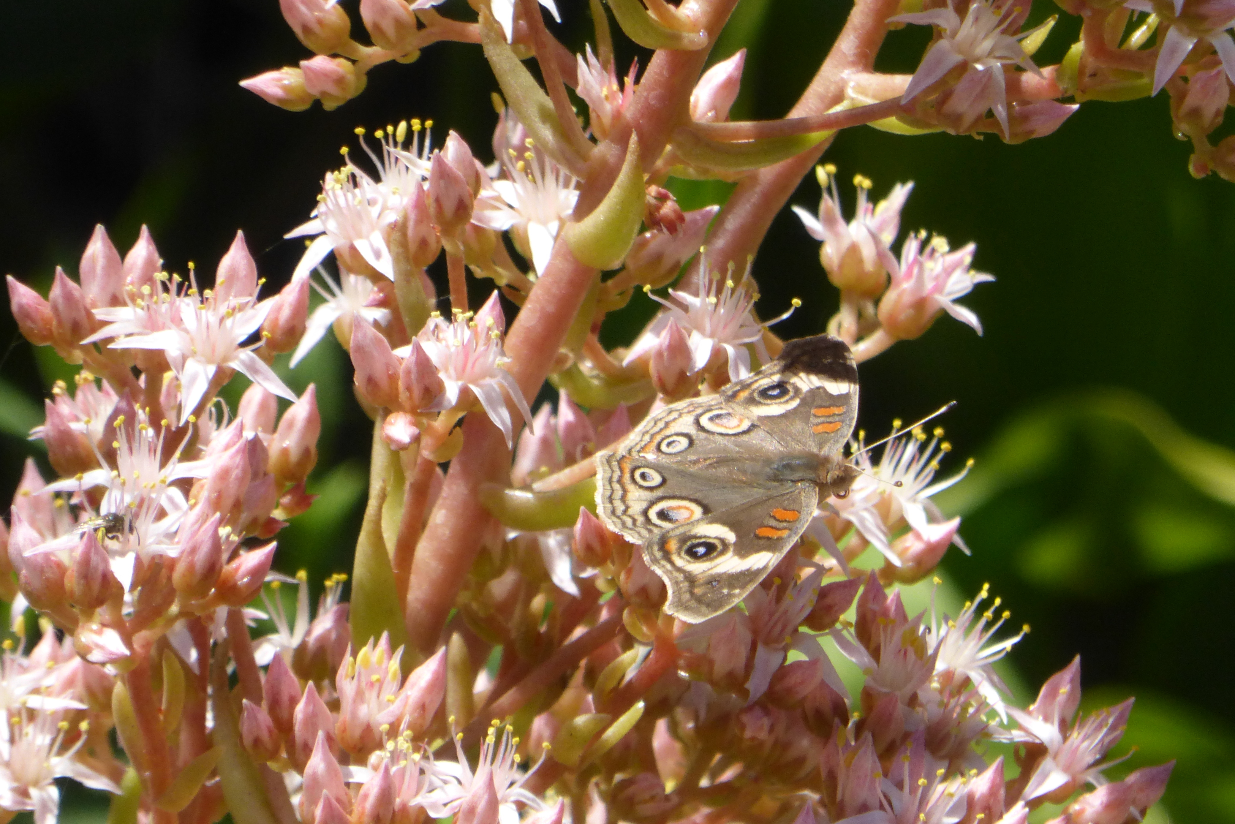 Dudleya viscida: A Rare Southern California Treasure