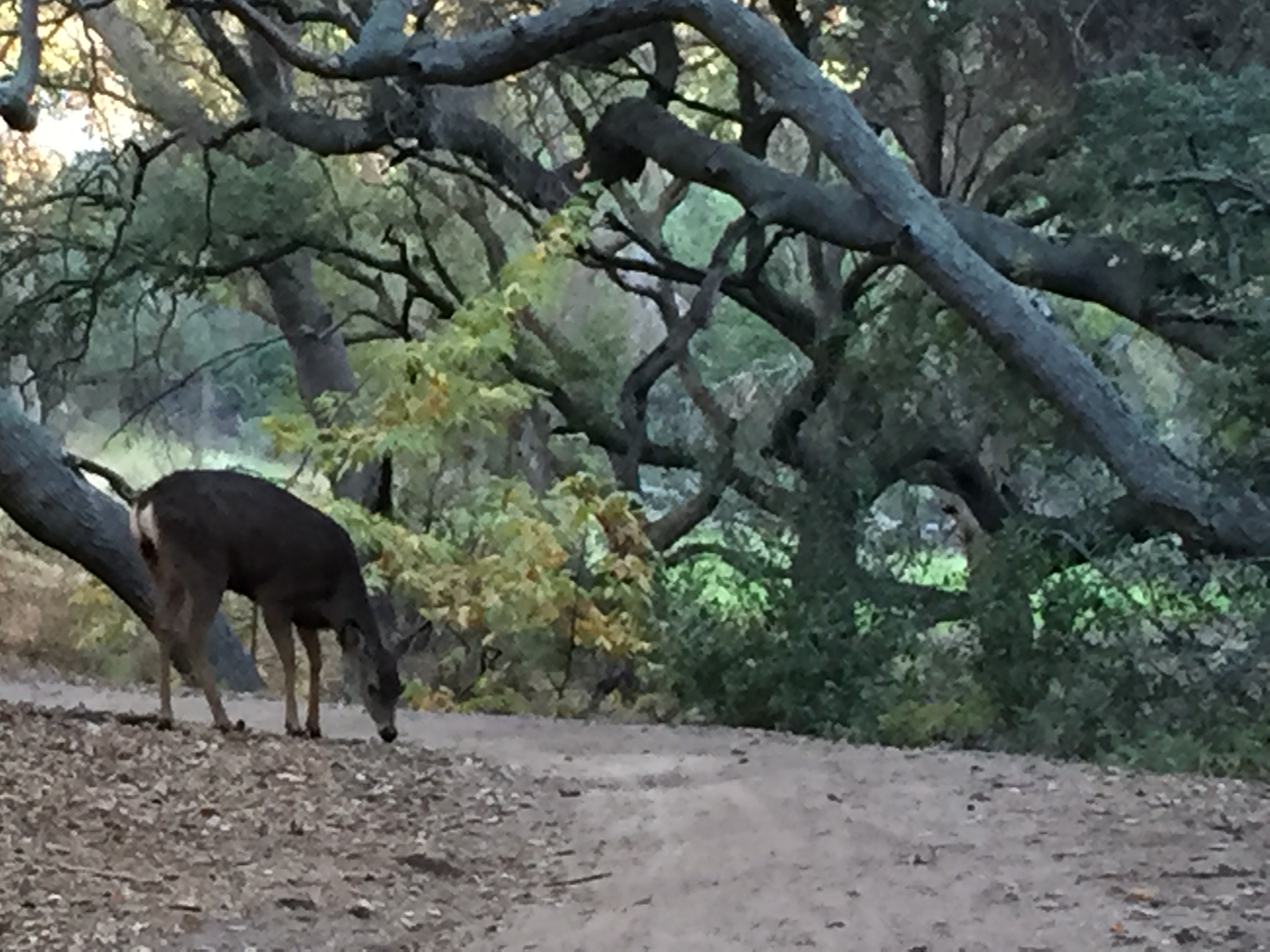 Discover the Beauty of Coast Live Oak Trees
