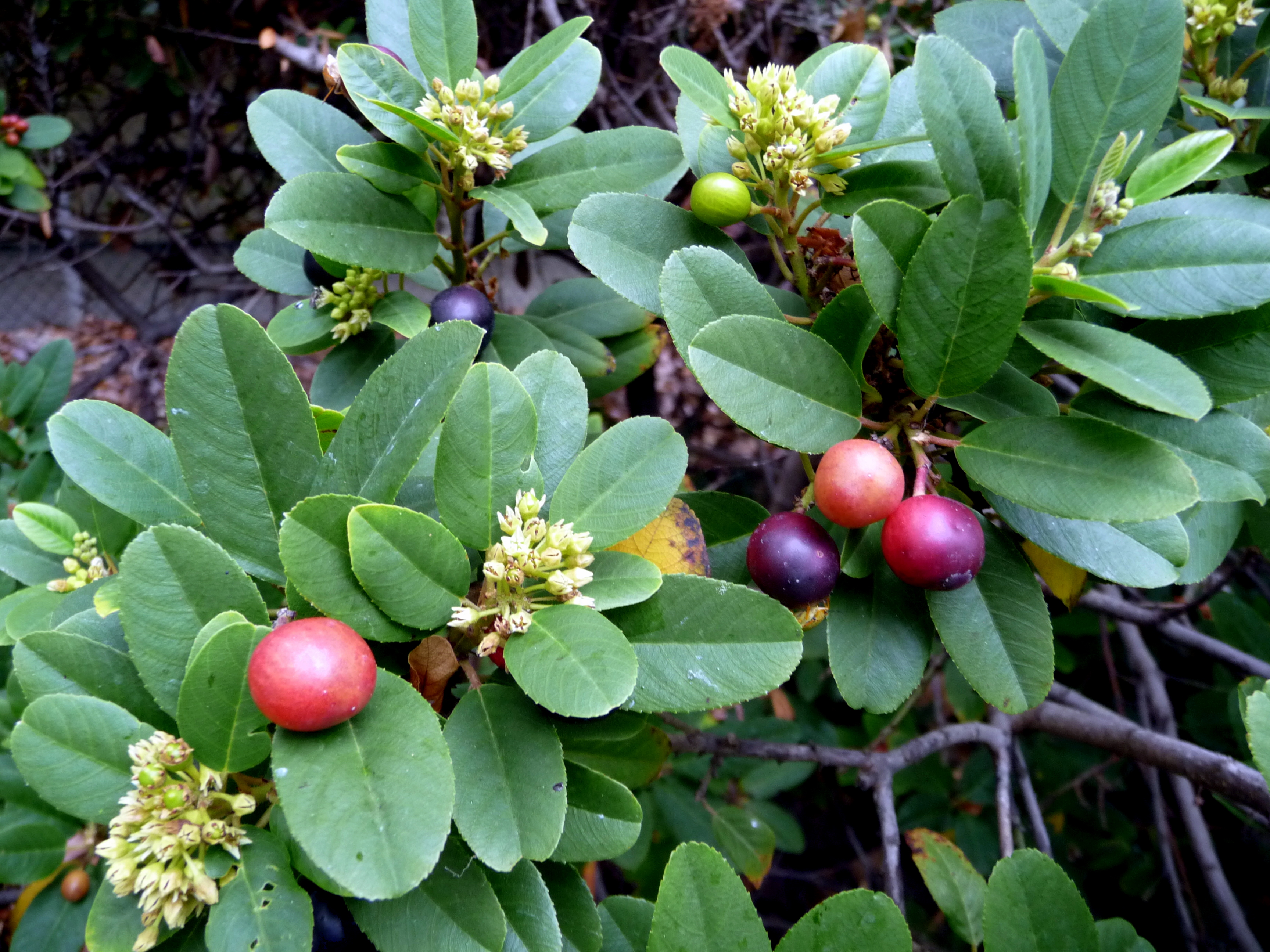 Best Evergreen Native Plants for Summer Gardens