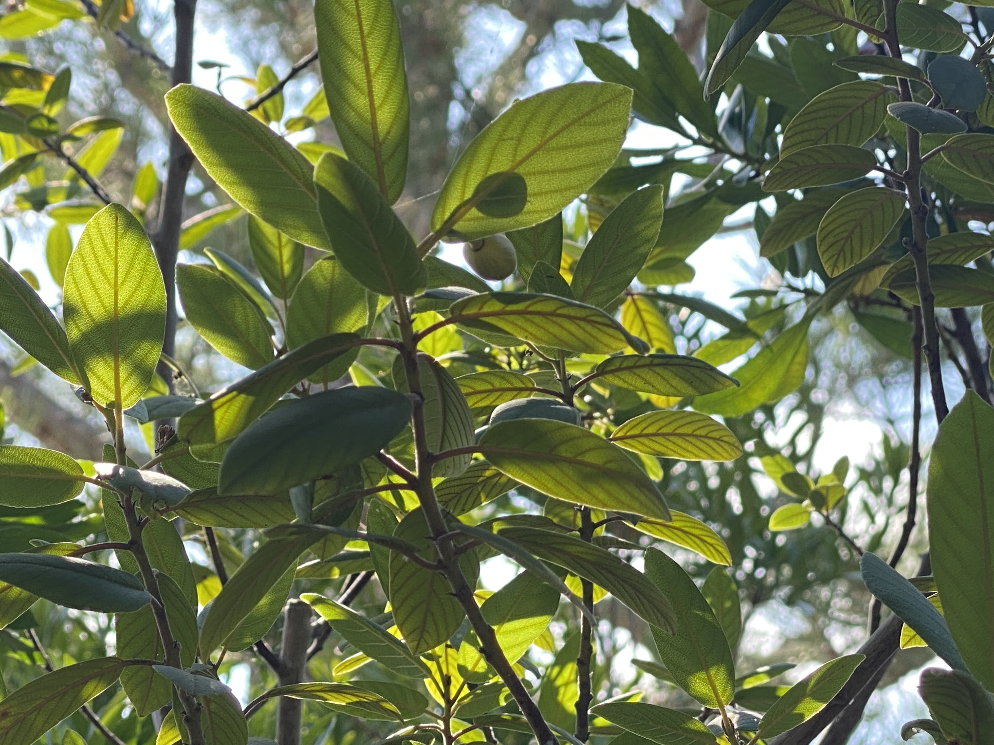 backlit coffee berry