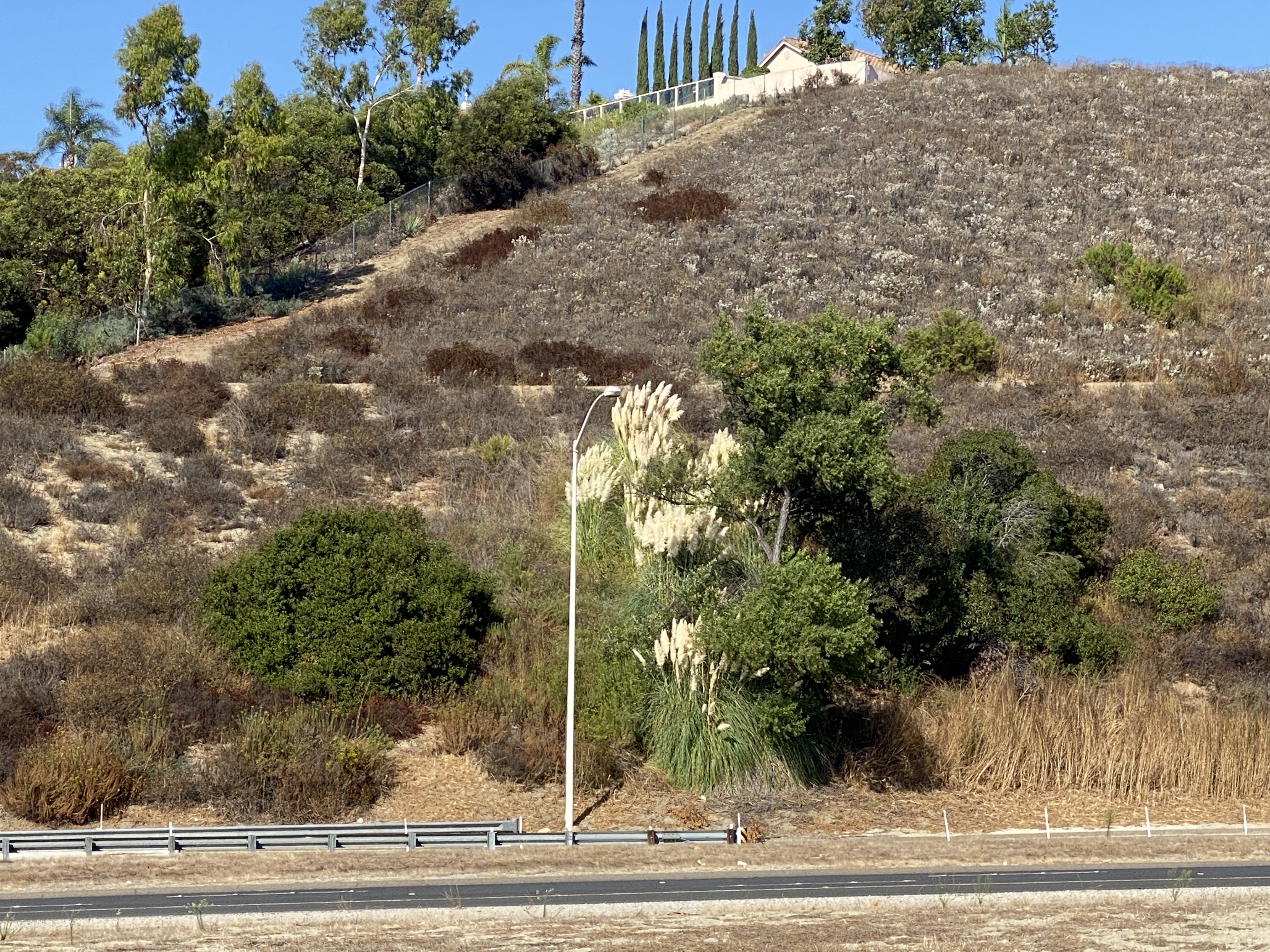 Combatting Pampas and Fountain Grass Invasion