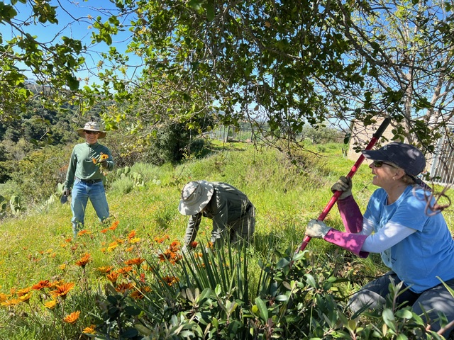 Join OCCNPS in Supporting Native Plants and Biodiversity