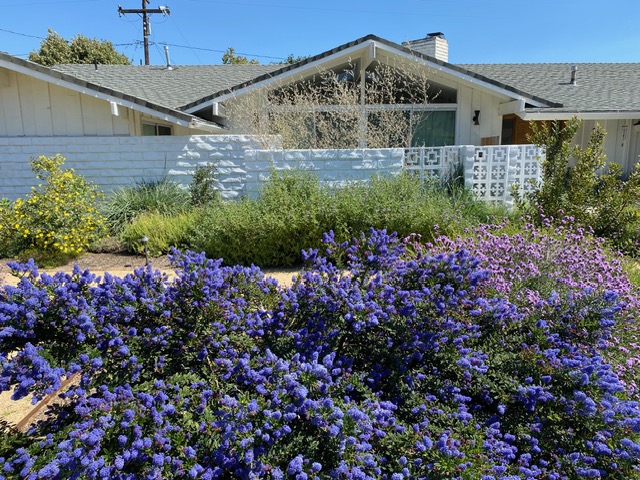 Caring for California Native Plants