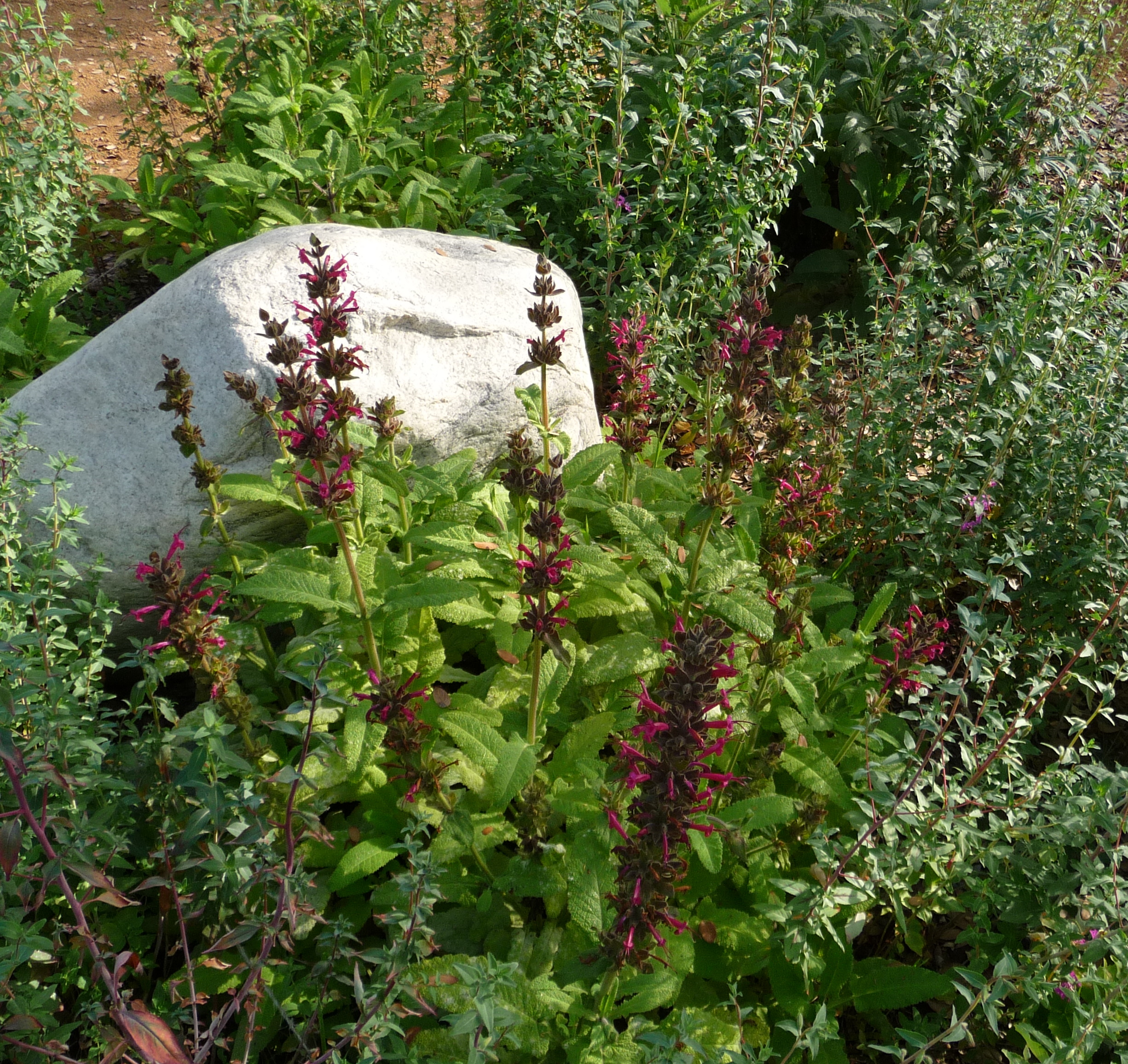 February’s Featured Plant: Hummingbird Sage