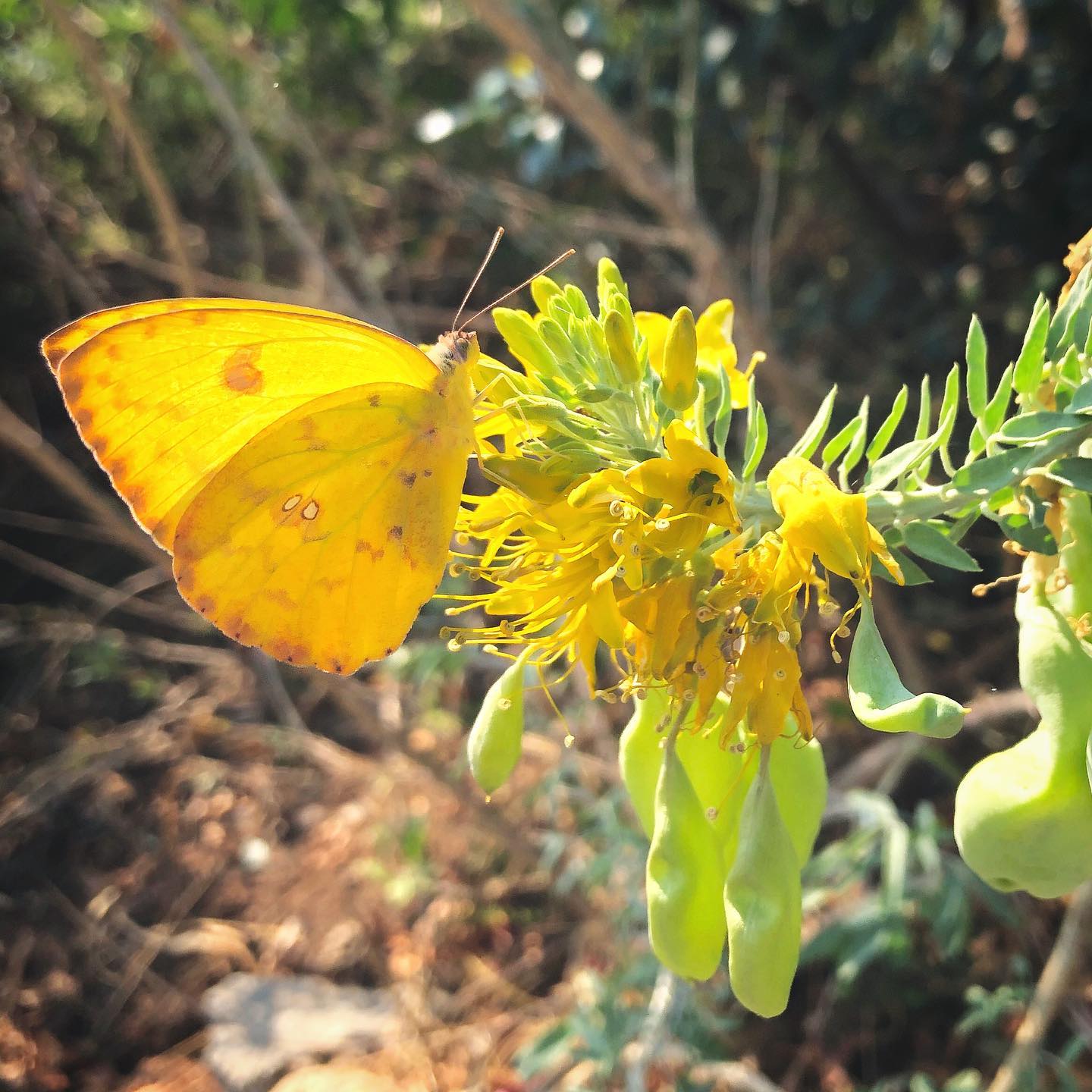 Finding Peace in Native Gardening: Tips and Reflections