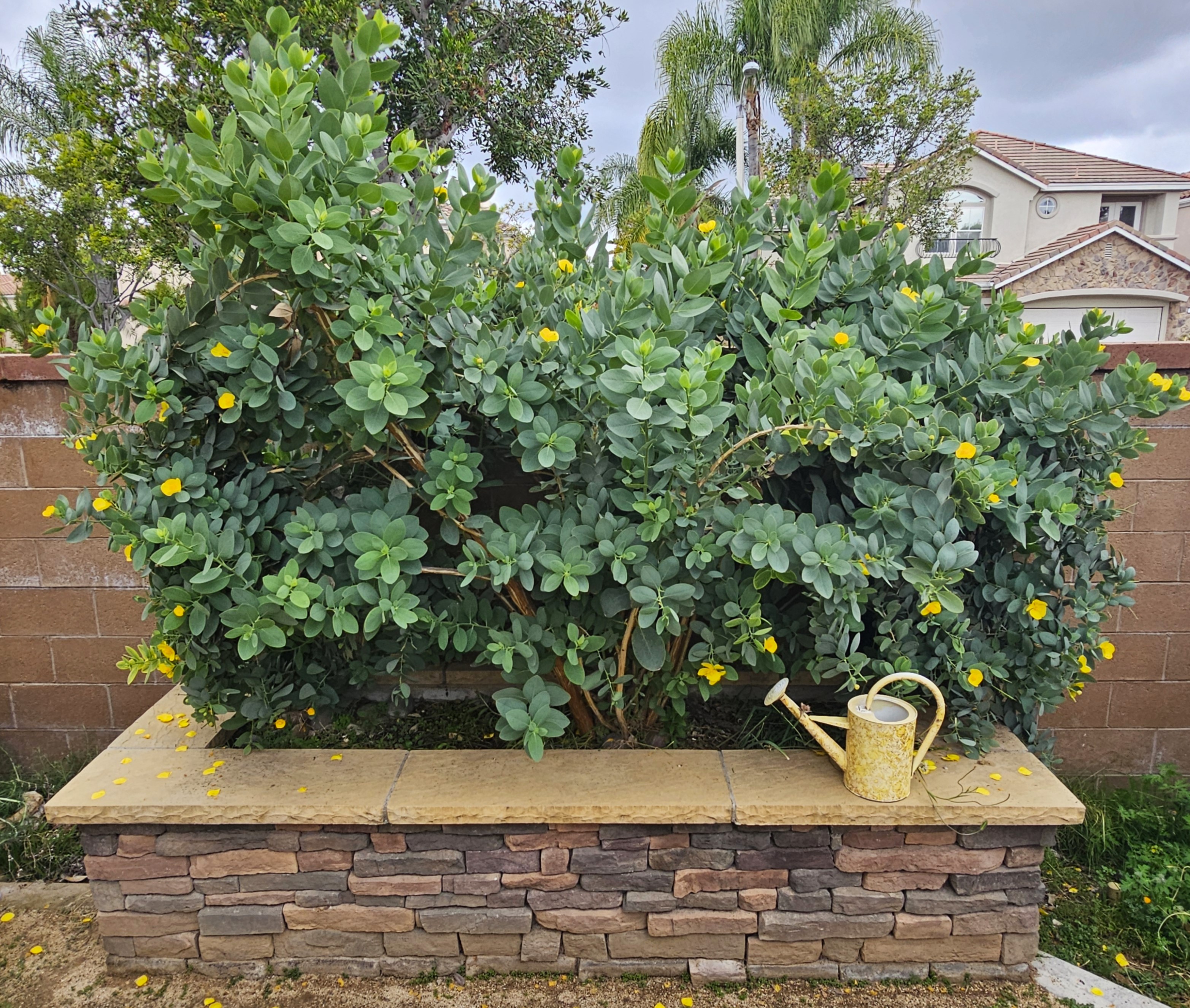 Island Bush Poppy: A Gardener’s Guide