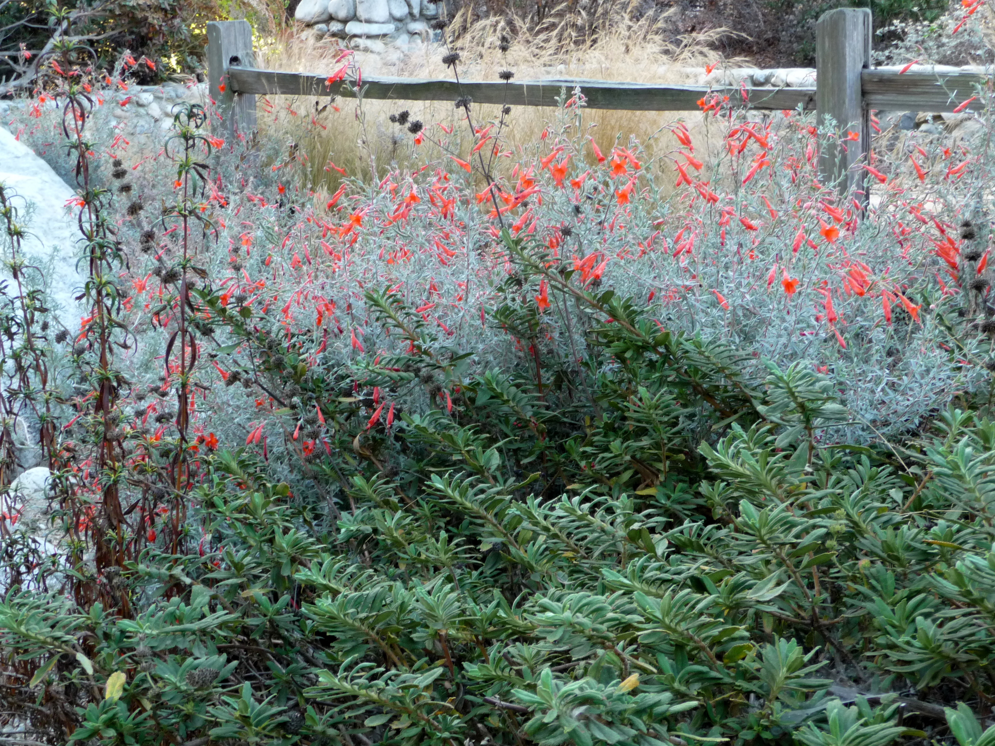 California Fuchsia ‘Catalina’: The Ultimate Hummingbird Attractor