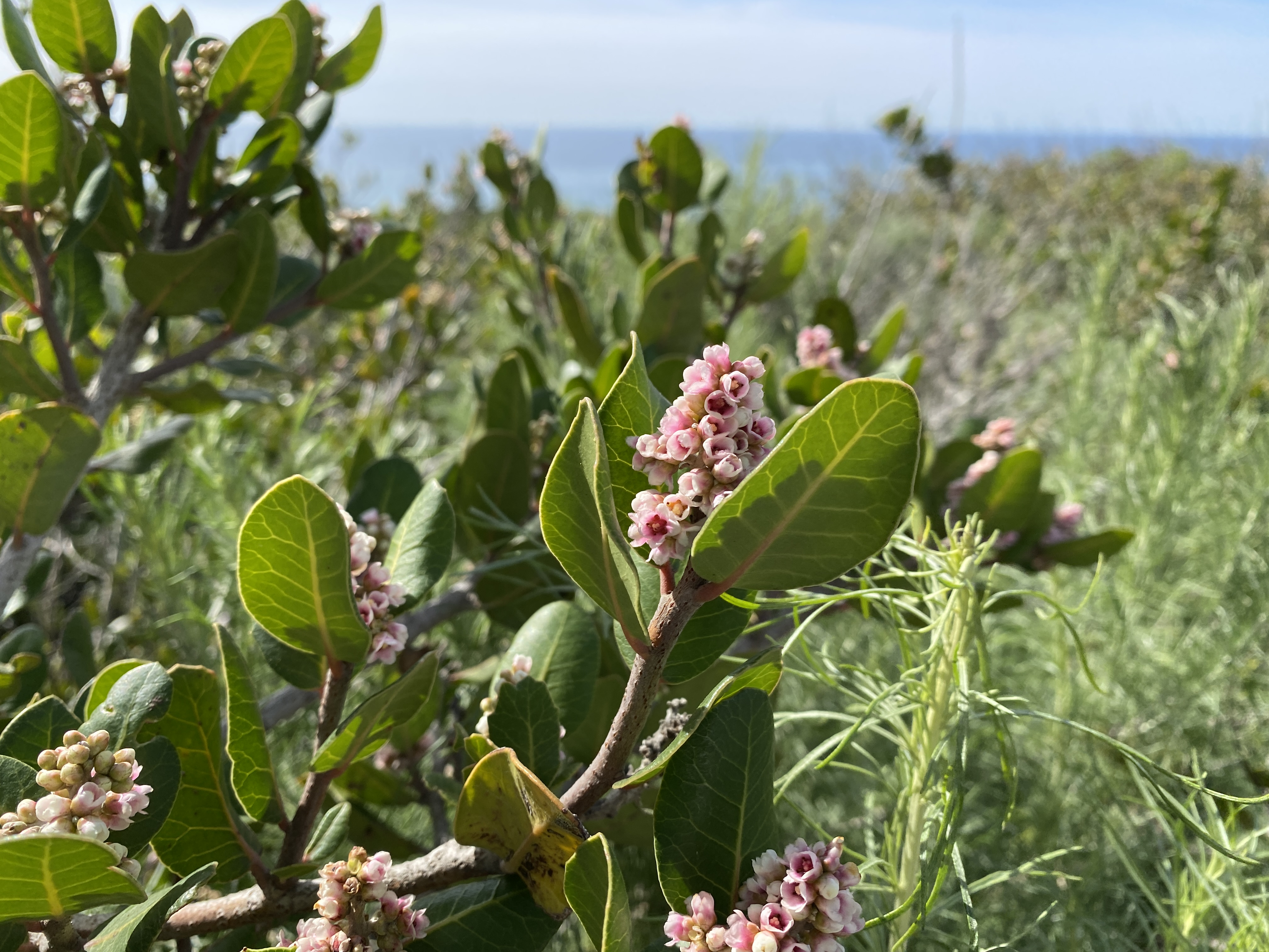 Lemonade Berry: The Resilient Native Shrub for Southern California