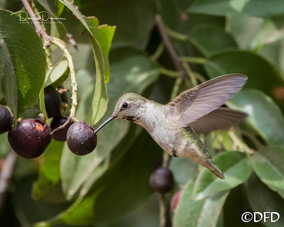 Why Plant Hollyleaf Cherry? Attract Wildlife and Enhance Gardens