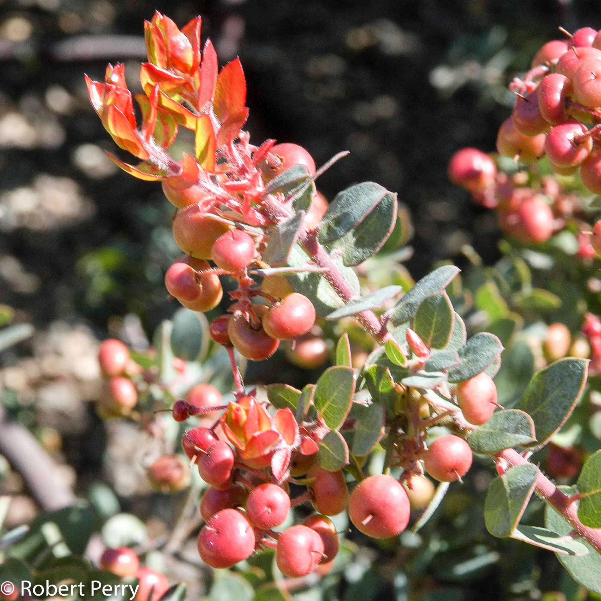 December Plant Spotlight: John Dourley Manzanita