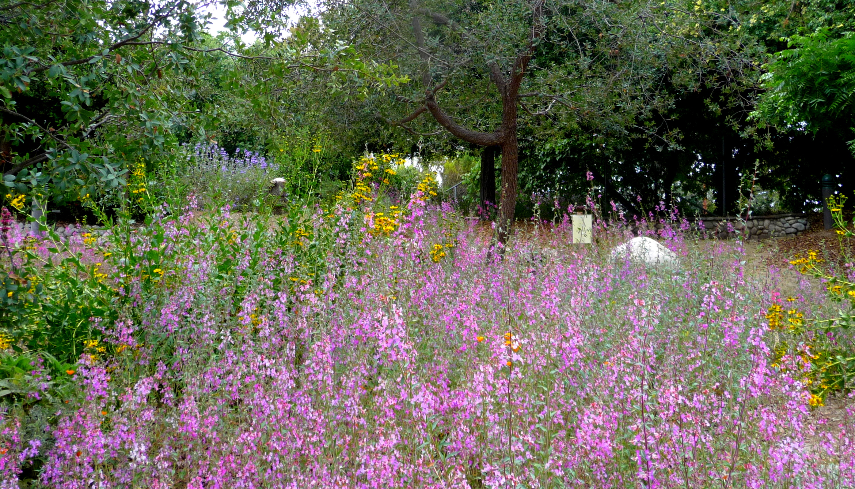 Planting Elegant Clarkia Seeds for a Vibrant Garden