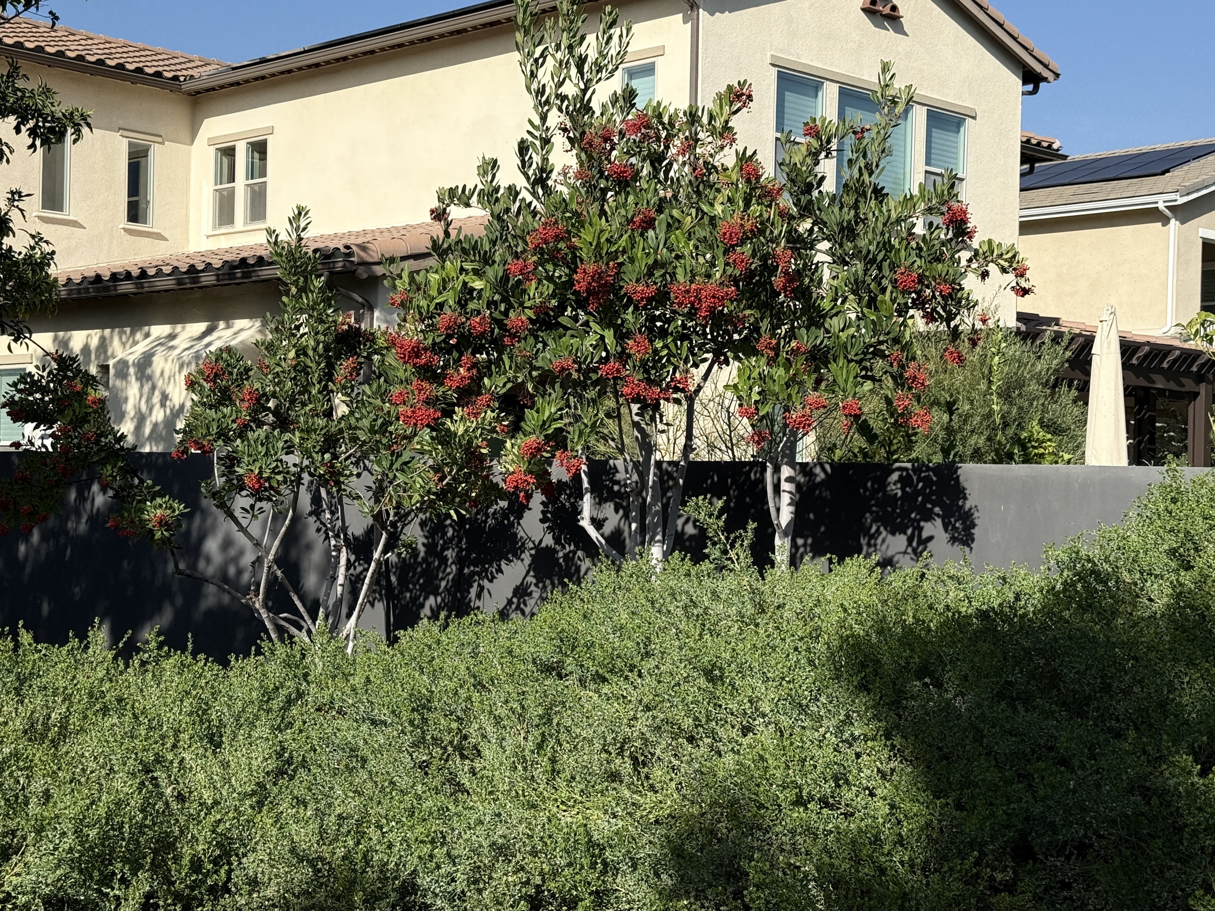 Gardening Resolutions for a Thriving Native Landscape in 2026