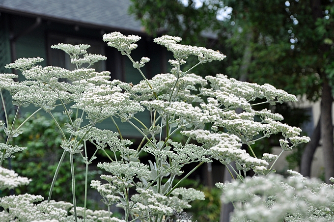 Discover St. Catherine’s Lace: A Stunning Native Shrub