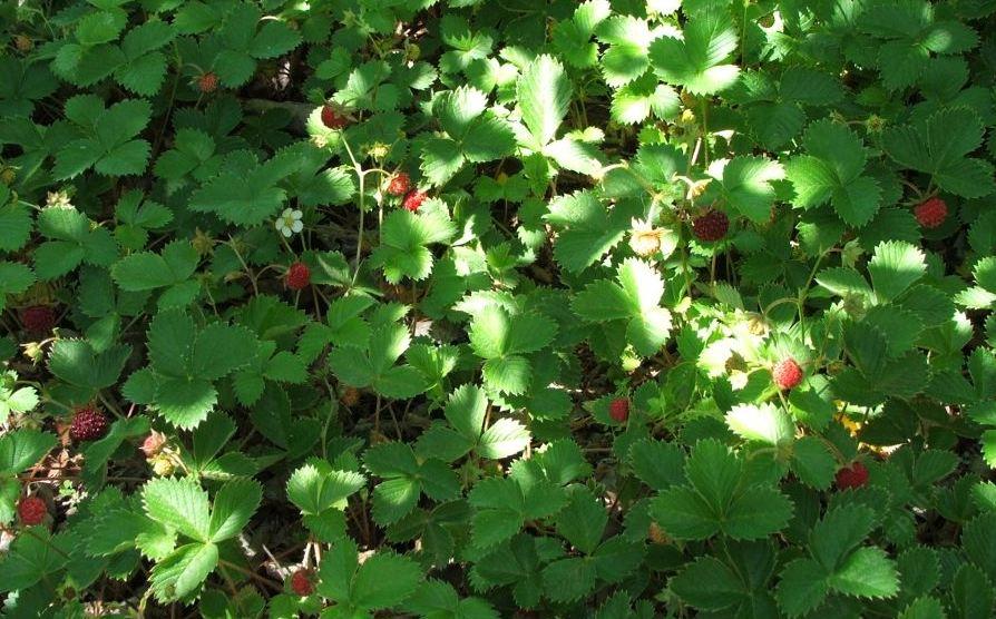 Benefits of Woodland Strawberry for Shady Gardens