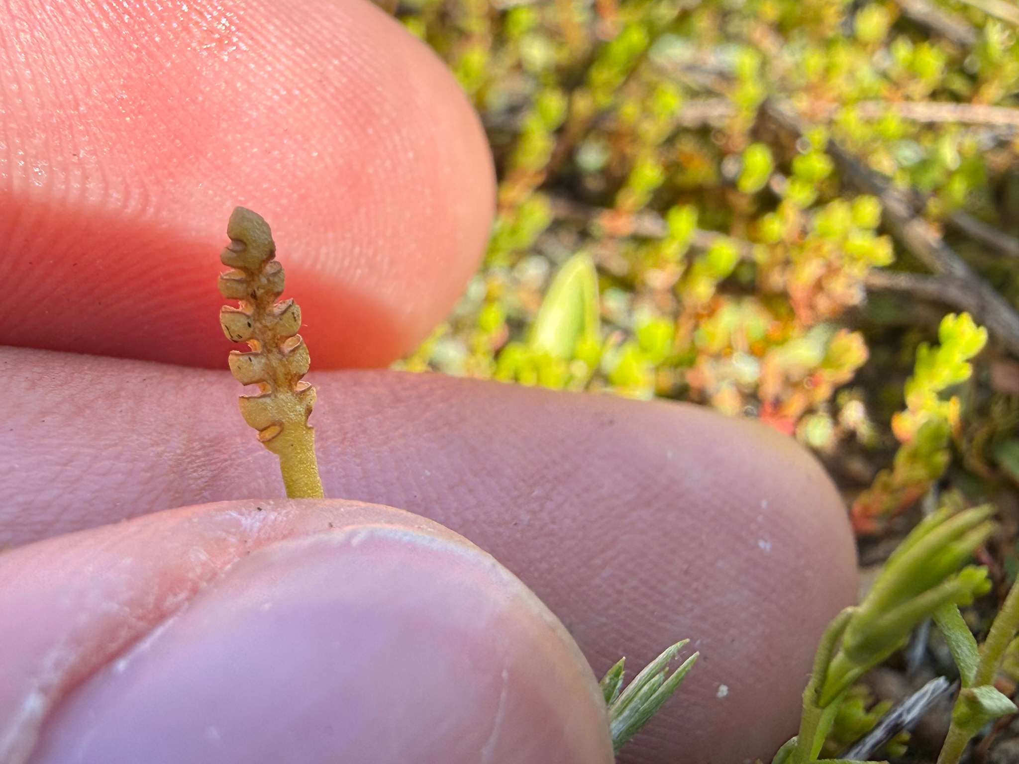 OC Botanical Science Highlights