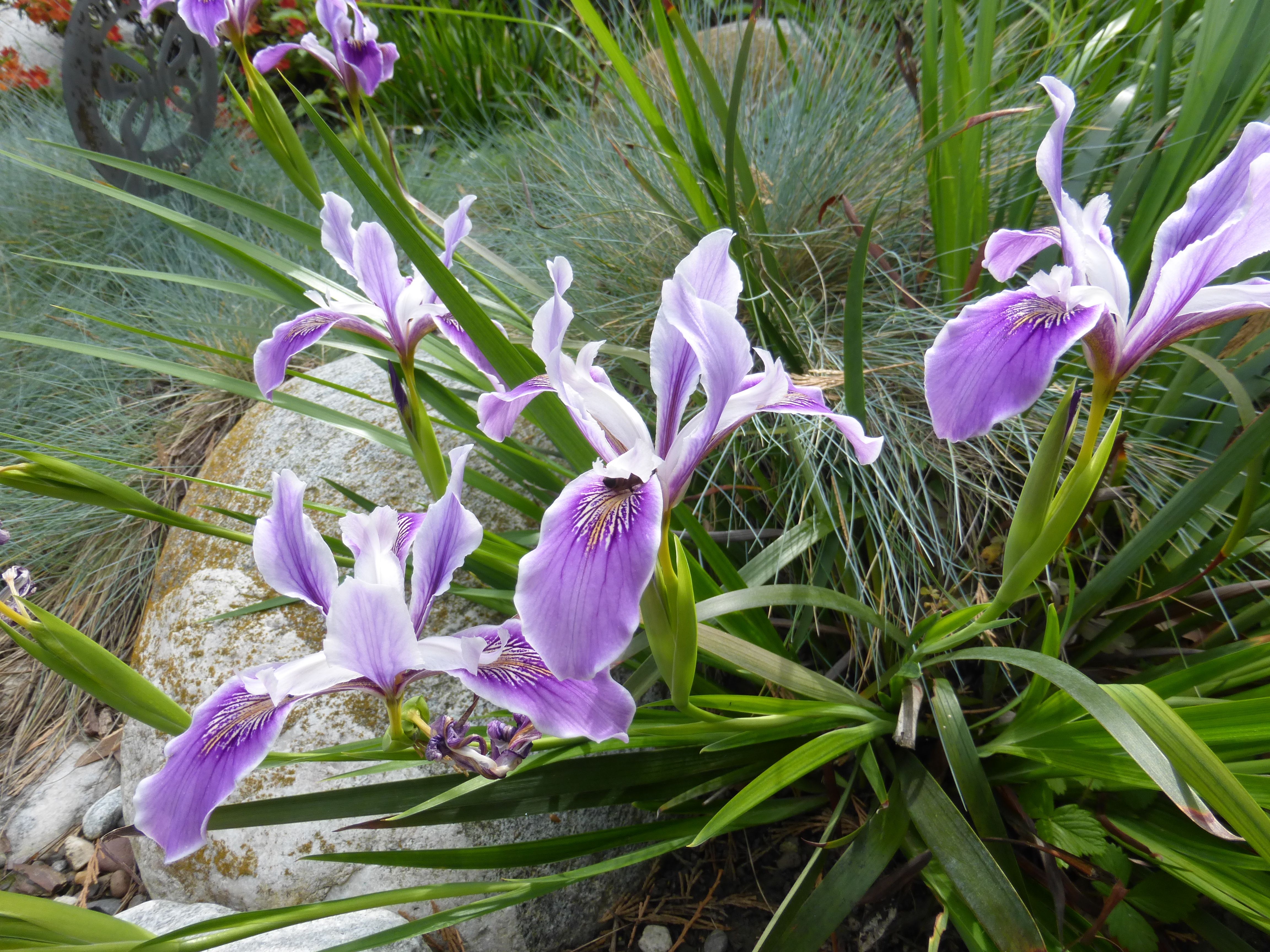 Douglas Iris: April Plant of the Month