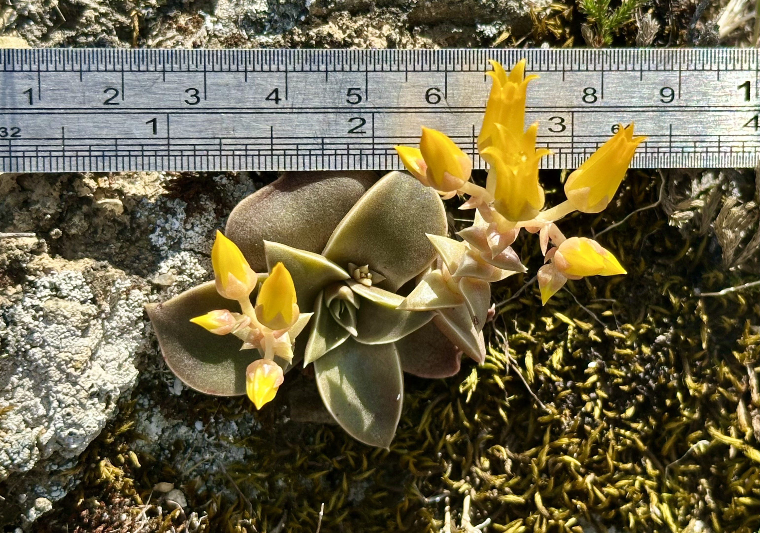 Into the Chaparral: Conserving Dudleya chasmophyta