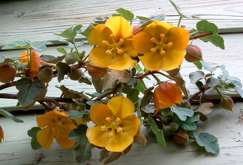 Chapter Members Dream of New Native Plants this Fall