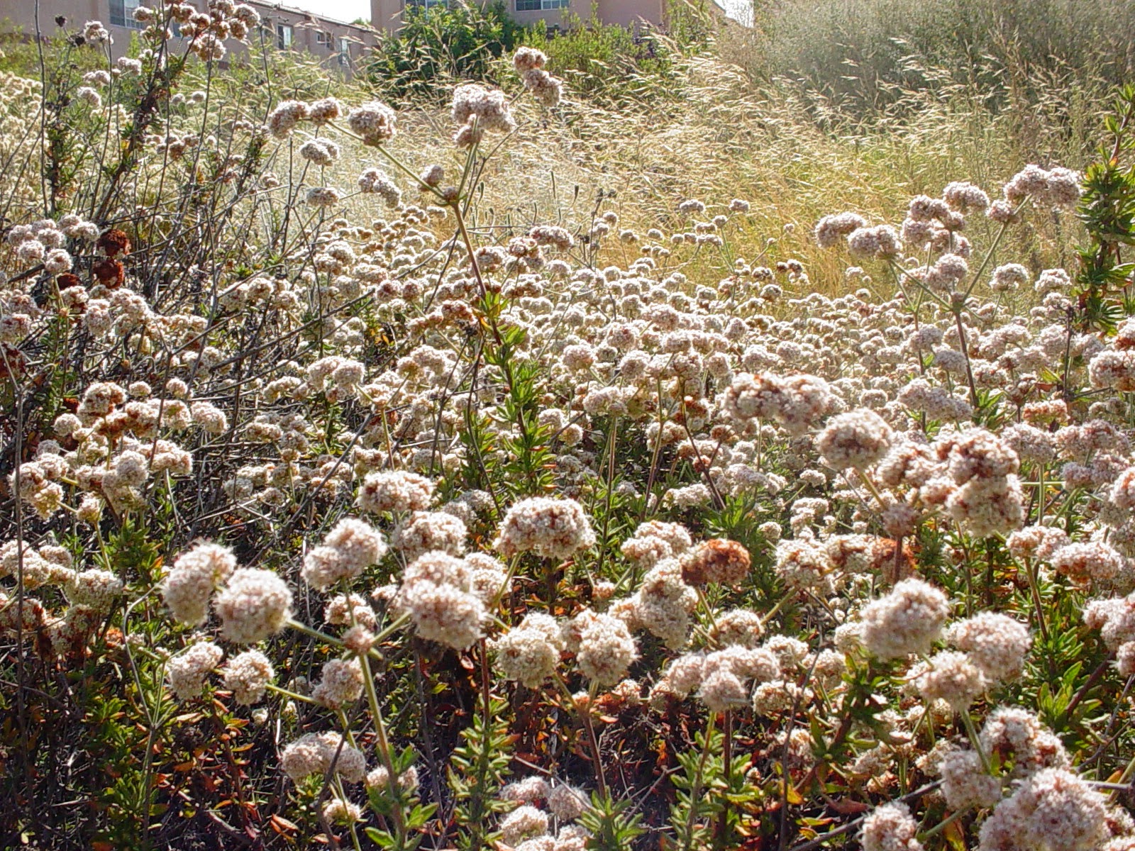 California Buckwheat: A long-flowering native plant for every garden
